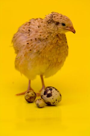 quail bird on a yellow background with quail eggsの写真素材