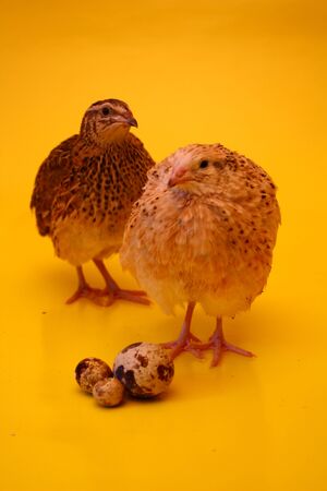 Two male and female quail on a yellow backgroundの写真素材