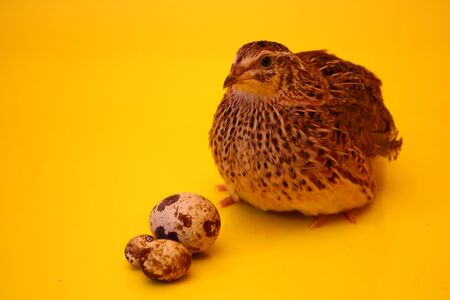 quail eggs protects demolished on a yellow backgroundの写真素材
