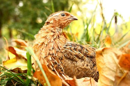 Bird quail in nature summer autumn grassの写真素材