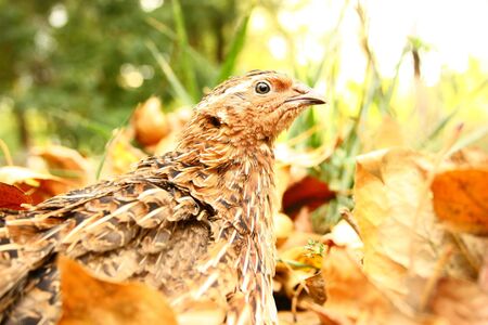 Bird quail in nature summer autumn grassの写真素材