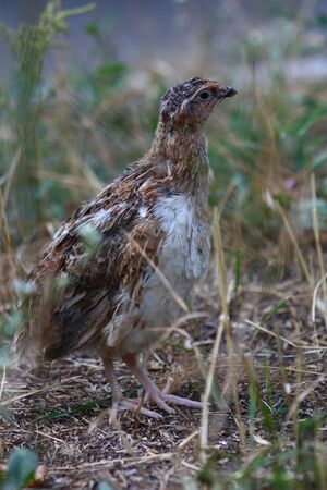 Bird quail in nature summer autumn grassの写真素材