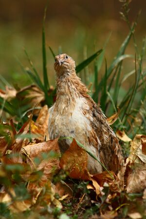Bird quail in nature summer autumn grassの写真素材