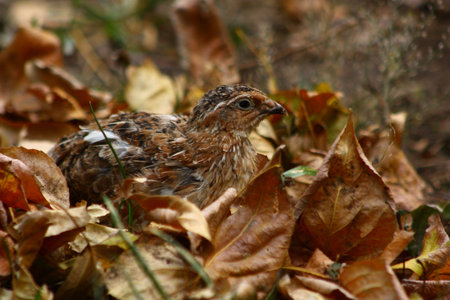 quail in the nature of the leaves incubated eggs nestの写真素材