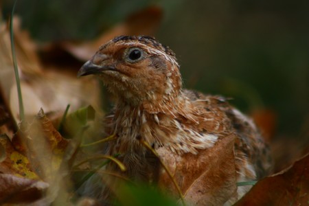 quail in the nature of the leaves incubated eggs nestの写真素材