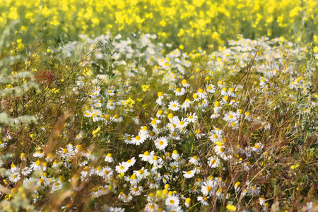 chamomile drug on rapeseed fieldの写真素材