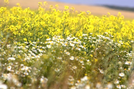 chamomile drug on rapeseed fieldの写真素材