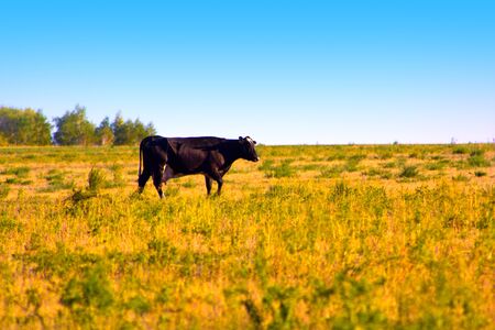 black cow slowly wanders the herdの写真素材