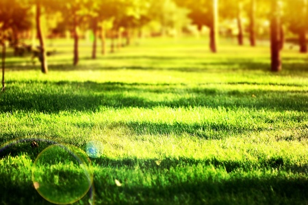 years of warm light on the green grassの写真素材