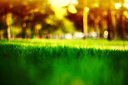 years of warm light on the green grass in focus at the centerの写真素材