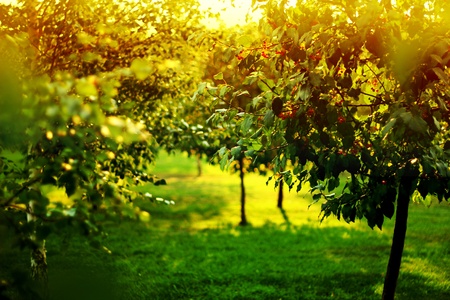 crab on the background of the lawn in summerの写真素材