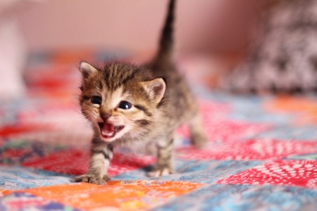 kitty meowsの写真素材