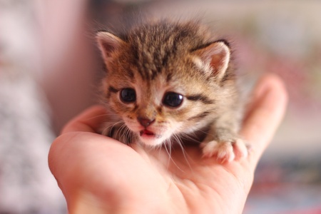 kitten on his handの写真素材