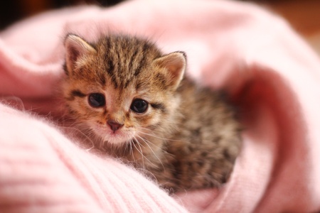 kitten woke up and looks into the cameraの写真素材