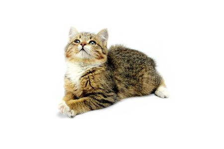 Kitten plays on a white backgroundの写真素材