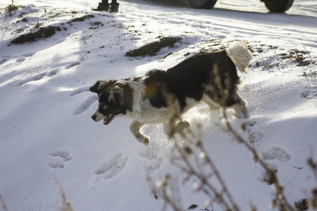 Central Asian Shepherd Dog lying in the snowの写真素材
