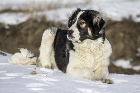 Central Asian Shepherd Dog lying in the snowの写真素材
