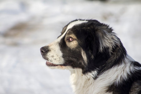 Central Asian Shepherd Dog lying in the snow
