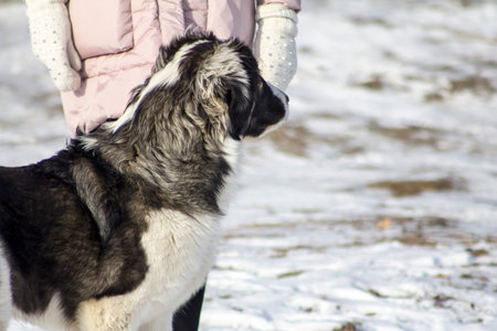 Central Asian Shepherd Dog lying in the snow