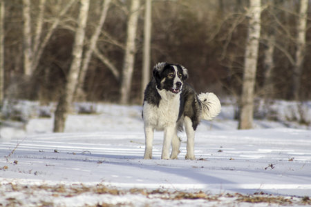 Central Asian Shepherd Dog lying in the snow