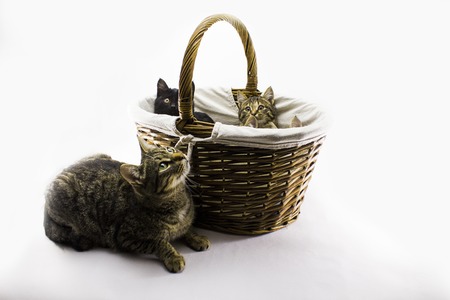 cat next to a basket of kittens on a white backgroundの写真素材