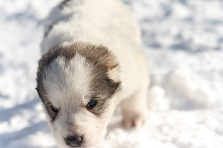puppy in the snowの写真素材