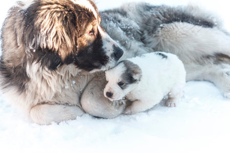 cute puppy and big dogの写真素材