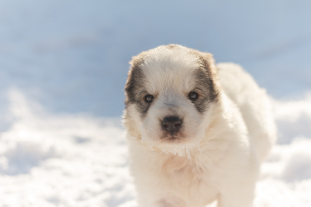 cute puppy looks into the camera, winter backgroundの写真素材