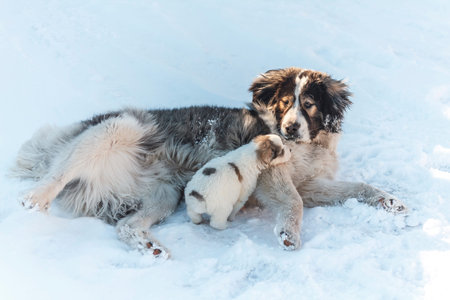 cute puppy dog mom climbed on snowの写真素材