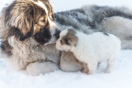 big dog sniffing snow puppyの写真素材