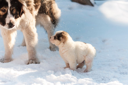 Fluffy puppy looks at his mom on a winter background