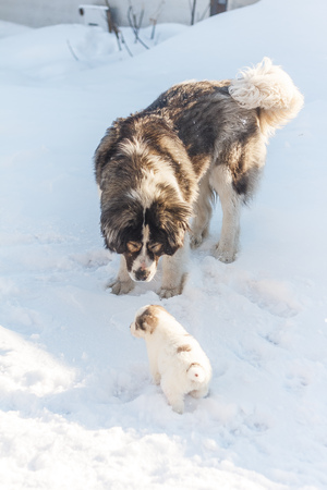 Fluffy puppy looks at his mom on a winter background verticalの写真素材