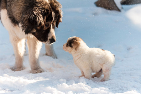 Fluffy puppy looks at his mom on a winter backgroundの写真素材