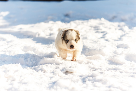 Puppy happily runs through the snowの写真素材