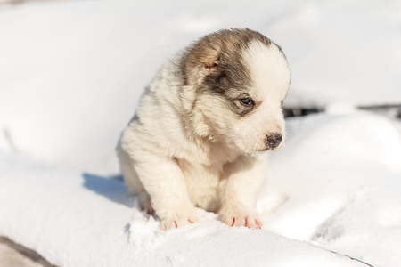 Puppy is sad on logs in winterの写真素材