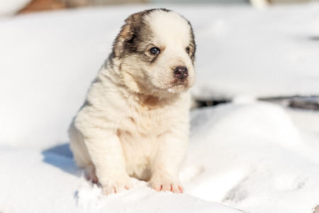 Puppy is sad on logs in winterの写真素材