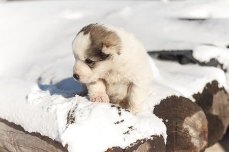 Puppy is sad on logs in winterの写真素材