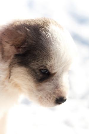 head puppy on a white backgroundの写真素材