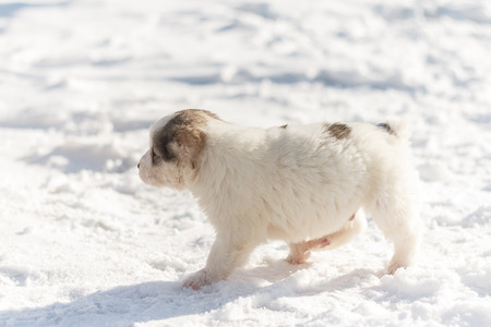 Puppy runs through the snowの写真素材