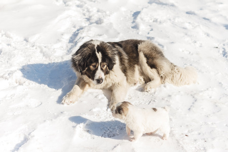 Mom puppy watching him on the snowの写真素材