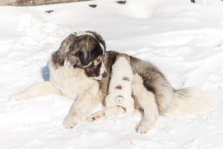 Mom puppy watching him on the snowの写真素材