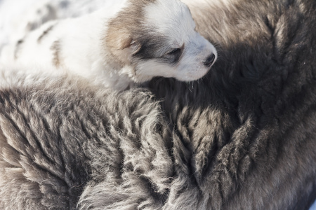 The puppy crawls over the furの写真素材