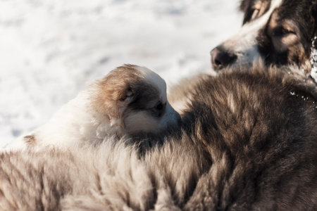 The puppy scrambled to his momの写真素材