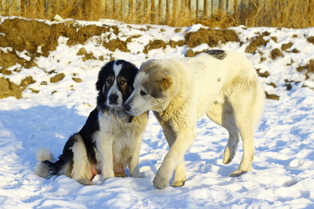 A pair of dogs sitting in the snowの写真素材