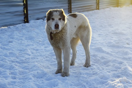 Big dog stands in the snowの写真素材