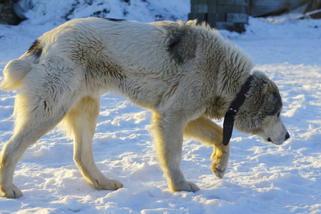 Alabai dog goes on snowの写真素材