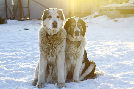 Two large dog on a snowy backgroundの写真素材