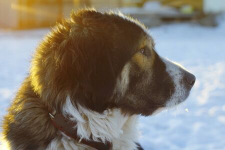 Dog head close-up Sun Portraitのeditorial素材