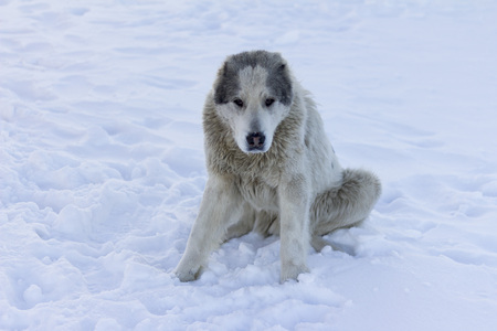 A white dog sits on the road, against the background of a snowy forest.Alabai is a Central Asian Shepherd.の写真素材