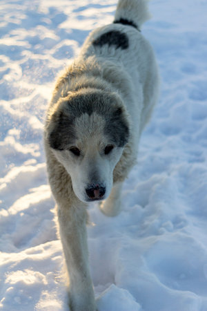 alabai dog running